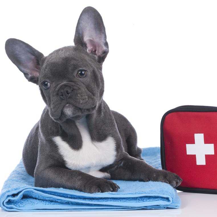 Отравление собаки: симптомы и лечение