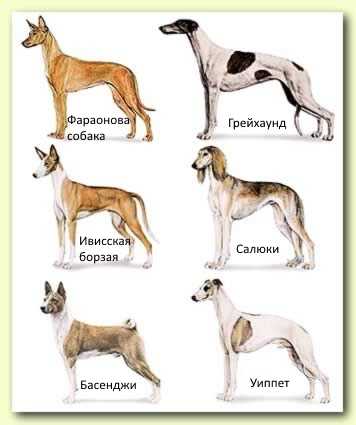 Список самых древних пород собак на земле и их подробное описание