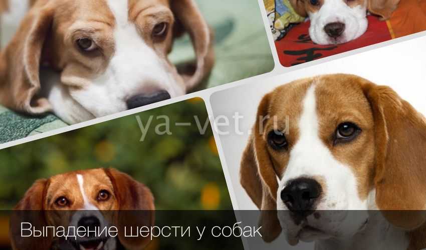 Перхоть у собак: причины и лечение, что делать, как от неё избавиться - kotiko.ru