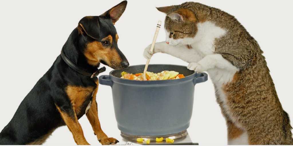 Натуральное кормление собаки: как правильно кормить естественной пищей, какими крупами и какой кашей лучше, можно ли свининой, рыбой, курицей и другим мясом