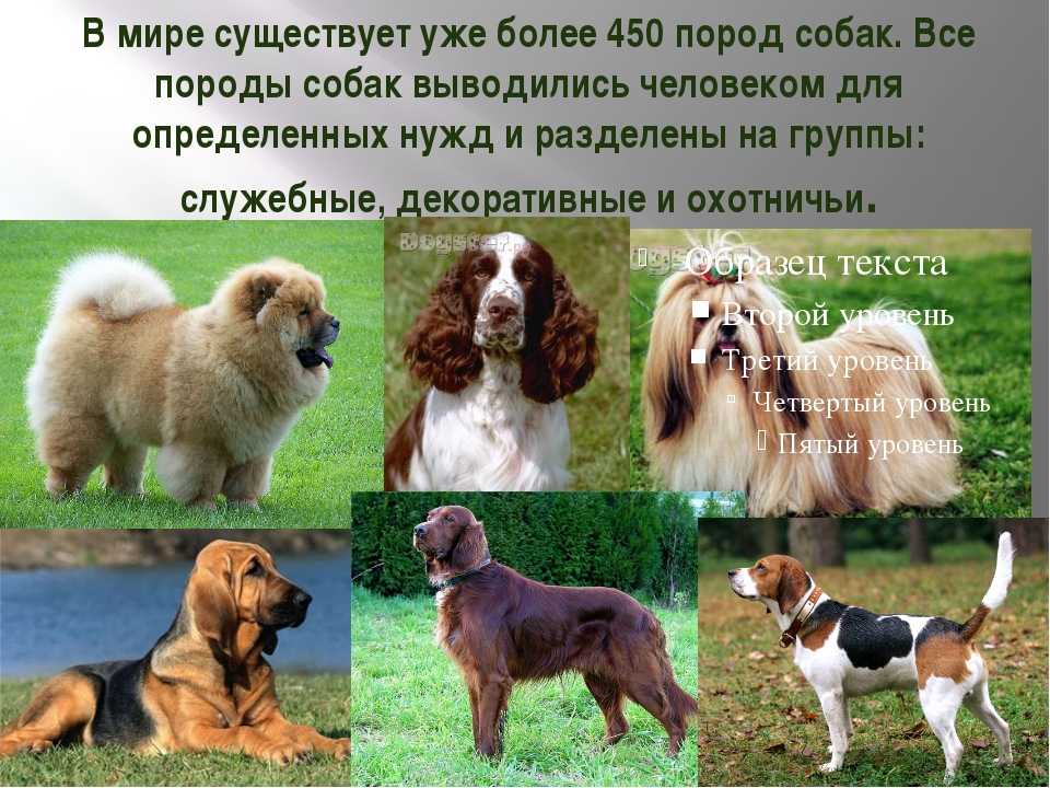 ᐉ сколько пород собак официально существует? - zoomanji.ru
