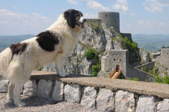 Большая швейцарская горная пастушья собака