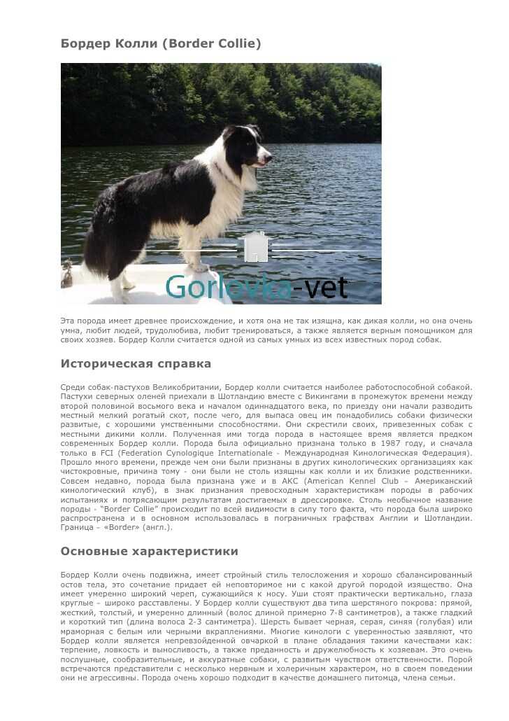 Бордер колли собака. описание, особенности, уход и цена бордер колли | sobakagav.ru