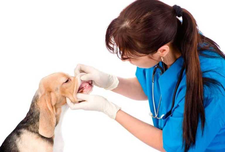 Чистка зубов собаке ультразвуком без наркоза - зоомедик
