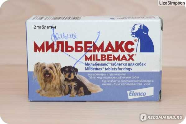 Вермидин для собак: инструкция по применению противоглистного препарата, особенности и отзывы