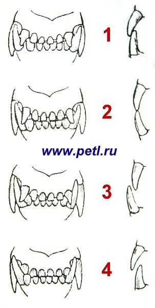 Коренные и молочные зубы у собак