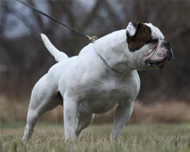 Американский бульдог: фото собаки, описание, характер, цены