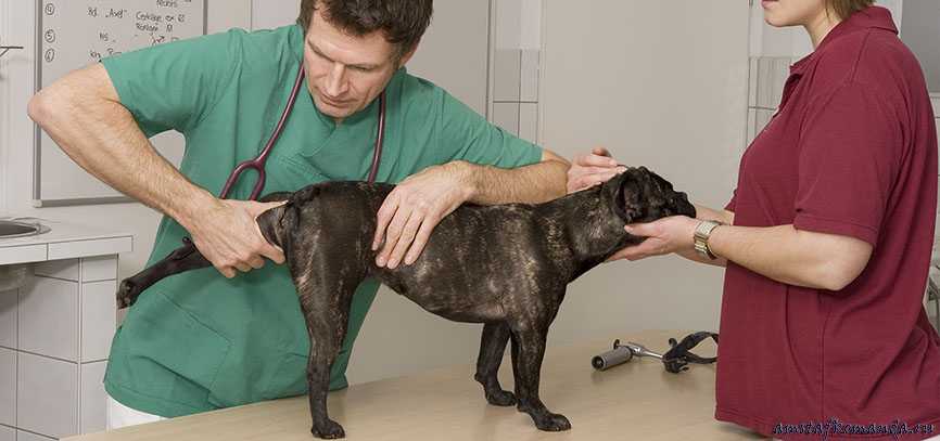 Дисплазия тазобедренных суставов у собак -лечение дисплазии тбс  у собак в москве. ветеринарная клиника "зоостатус"