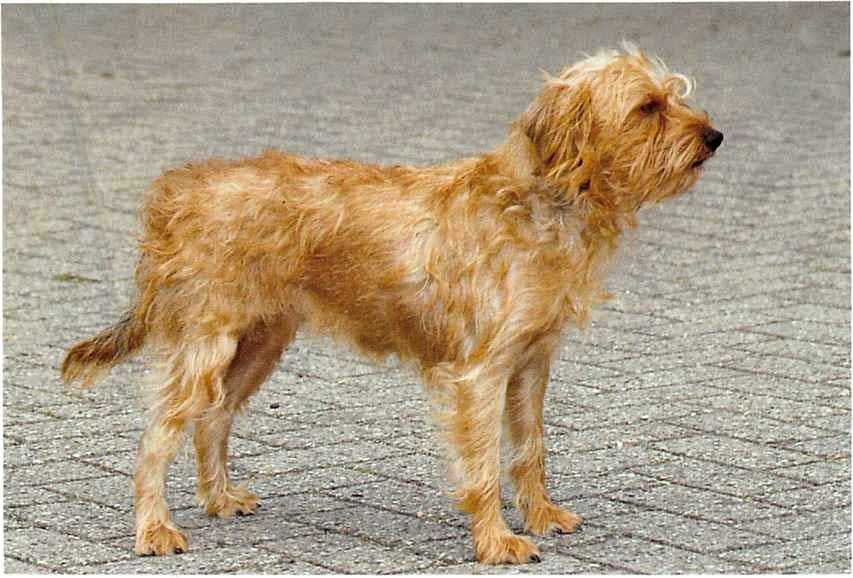Басенджи собака: фото, цена, уход, отзывы, особенности породы с подробным описанием
