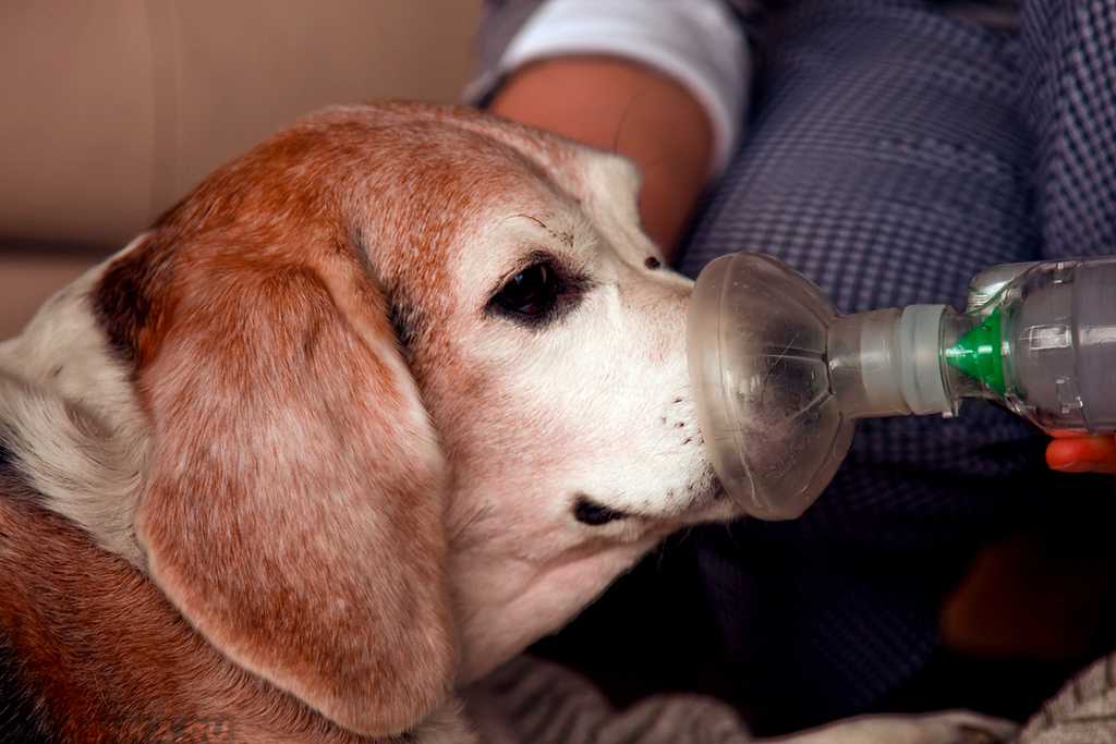 Бронхиальная астма: симптомы, диагностика и лечение | медицинский дом odrex