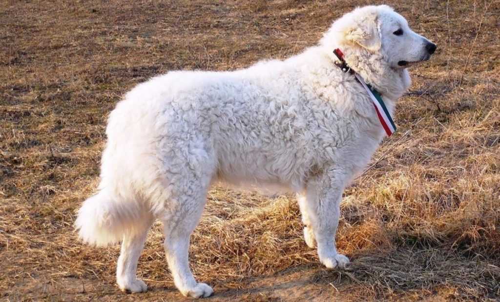 Кувас: стандарт венгерской породы, описание, характер и особенности содержания собаки, выбор щенков