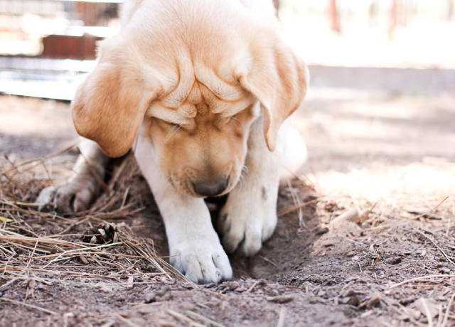 Почему собака ест землю