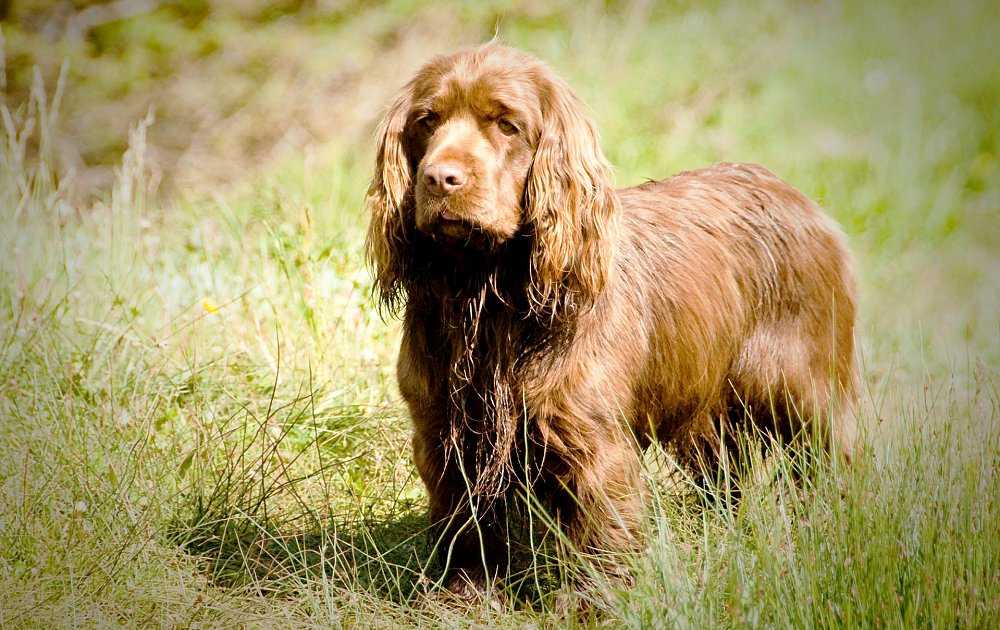 Суссекс-спаниель: описание породы собак с фото и видео