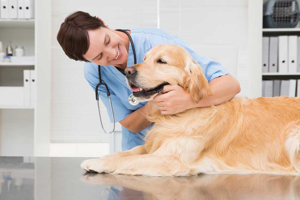 Собаки, болезни глаз у собак, признаки заболевания и лечение