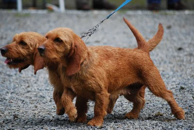 Бассет-хаунд — фото собаки, цена, описание породы, характер, видео