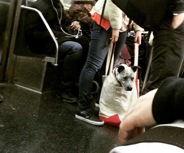 Можно ли с собакой в метро | правила перевозки, москва, санкт-петербург, как перевозить