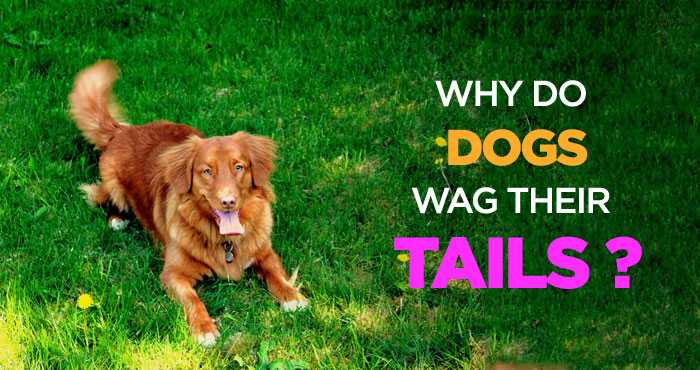 Posting tail smart coat lets dogs post a picture whenever they wag their tail | daily mail online