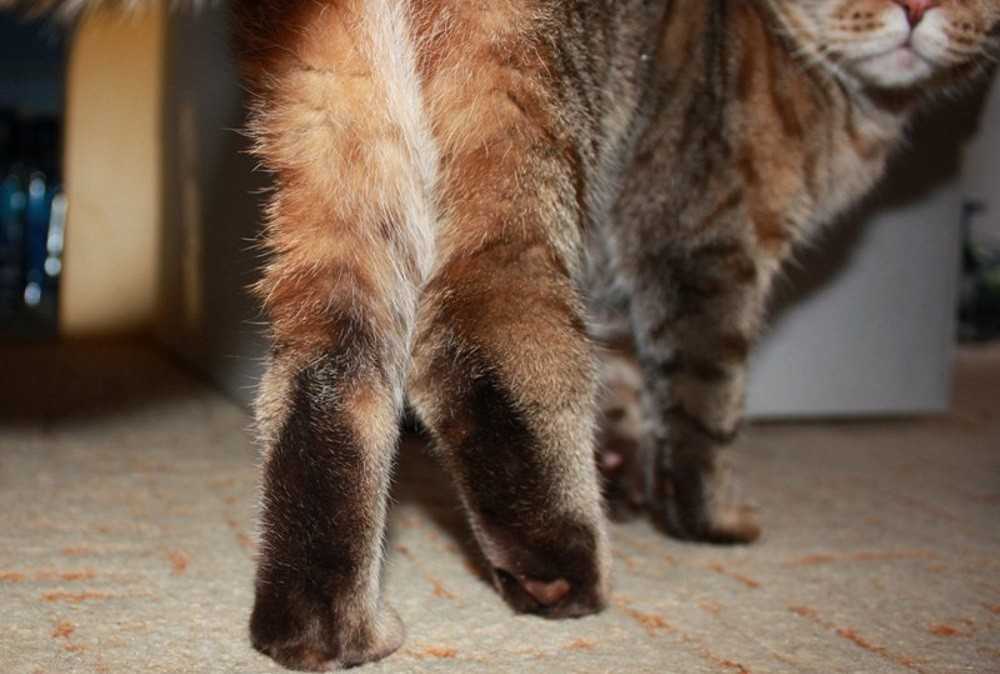Отказ задних лап у кошки: причины и проявления патологии, первая помощь, методы лечения