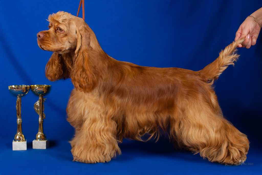 Американский кокер спаниель собака. описание, особенности, уход и цена породы | живность.ру