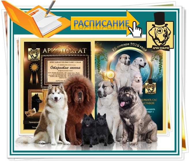 Zooпортал.pro :: выставка собак всех пород ранга сас г. москва