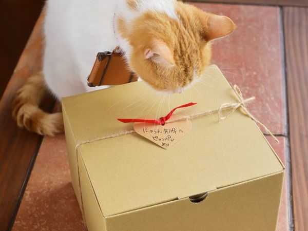 40 подарков для питомцев, любителей котят и щенков +еще идеи