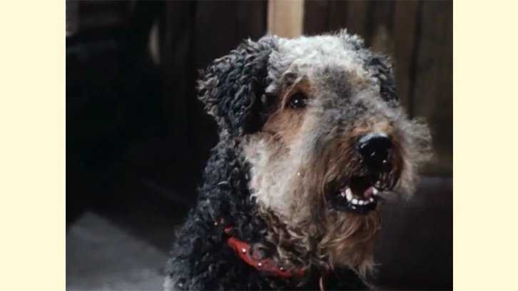 Собака из фильма "приключения электроника": порода, песня, текст