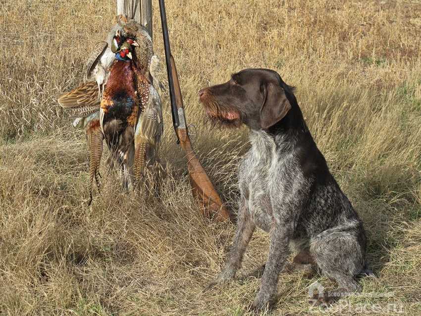 Охотничьи породы собак — фото и описание