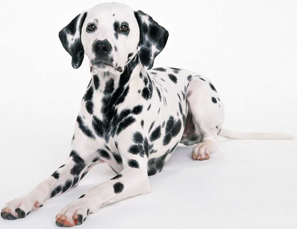 Сторожевые породы собак: каких охранных псов лучше завести для частного и загородного дома, лучшие варианты с фотографиями, описанием и названиями. правила содержания