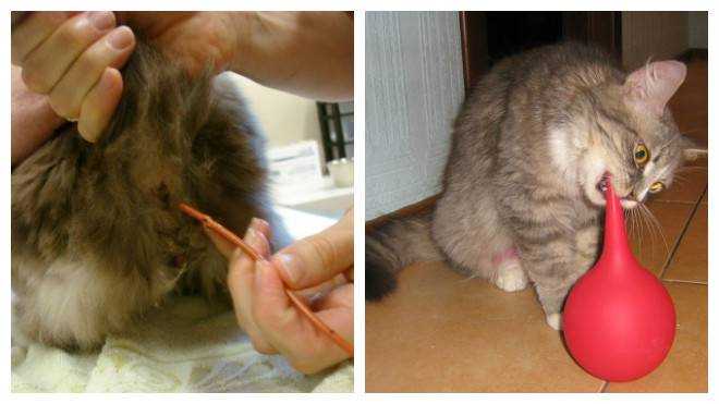 Как сделать клизму коту – в домашних условиях, схема проведения, противопоказания