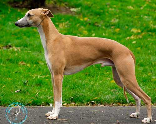 Уиппет или малая английская борзая: фото и описание породы собак
уиппет или малая английская борзая: фото и описание породы собак