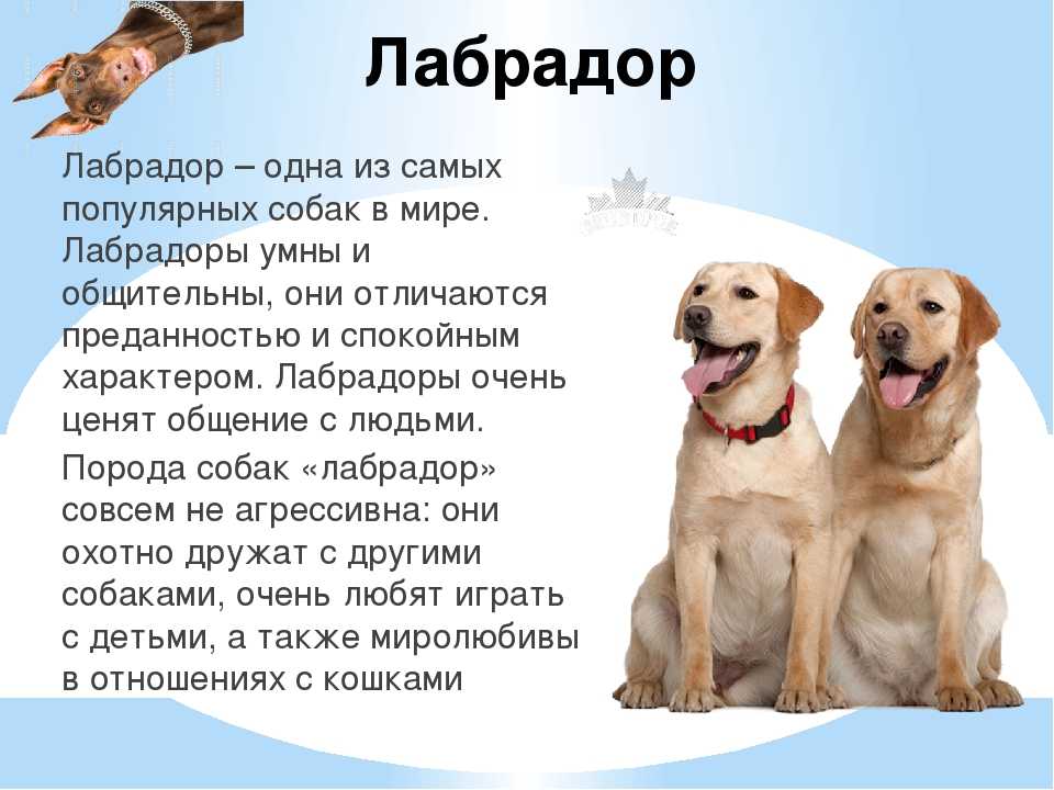 Лабрадор ретривер собака. описание, особенности, уход и цена лабрадора ретривера
