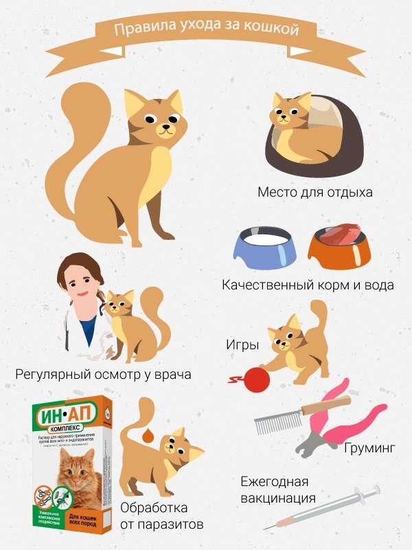 Как подружить кота и кошку в одной квартире между собой