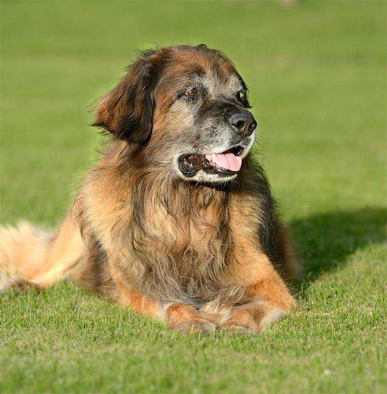 Характеристика собак породы леонбергер с отзывами и фото