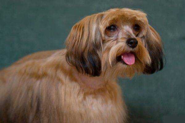 Петербургская орхидея: фото собаки и описание породы