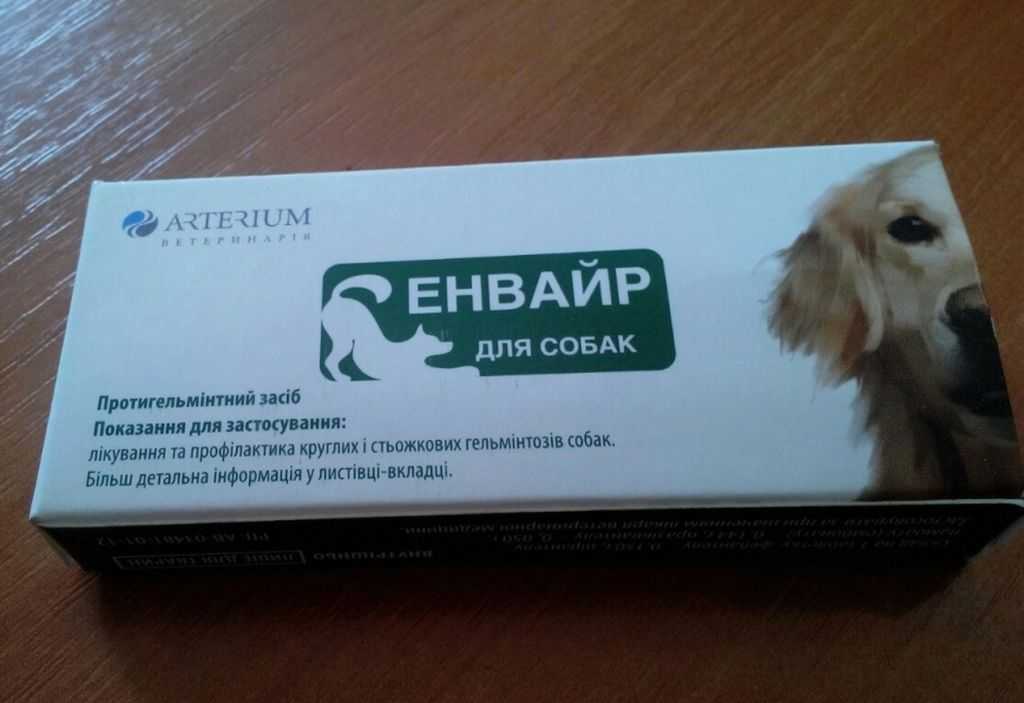 Лечение сердечной недостаточности у старых собак - новости - 66.ru