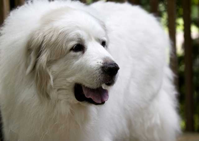 Пиренейская горная собака: фото и цена, описание, характер и уход