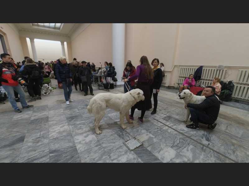 Когда пройдут выставки животных из приютов