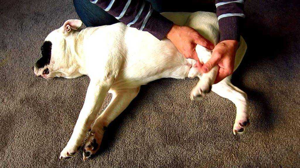 Слабость у собаки - диагностика причин слабости у собак в москве. ветеринарная клиника "зоостатус"