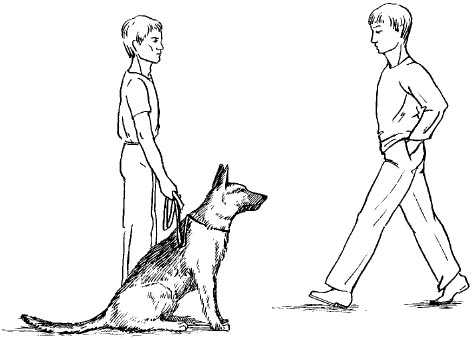 5 способов научить собаку команде «ко мне»