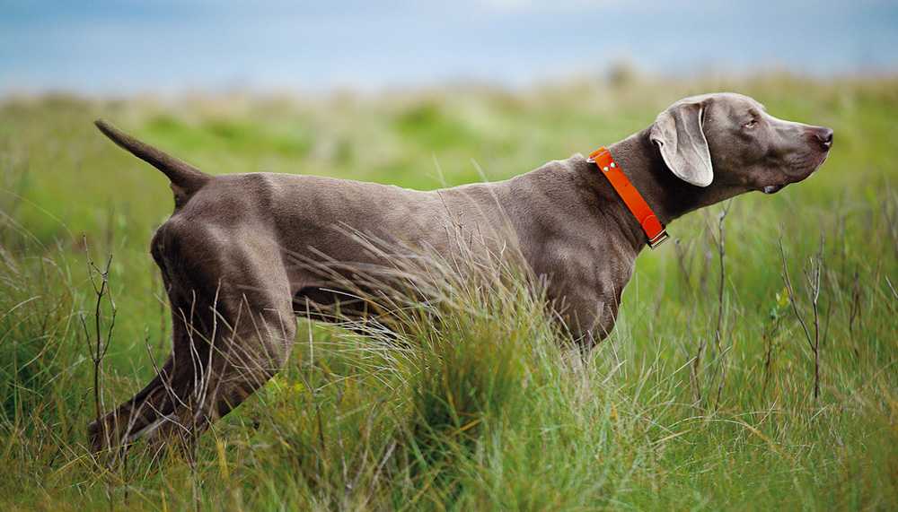Португальская водяная собака: фото и характеристики, цена, уход