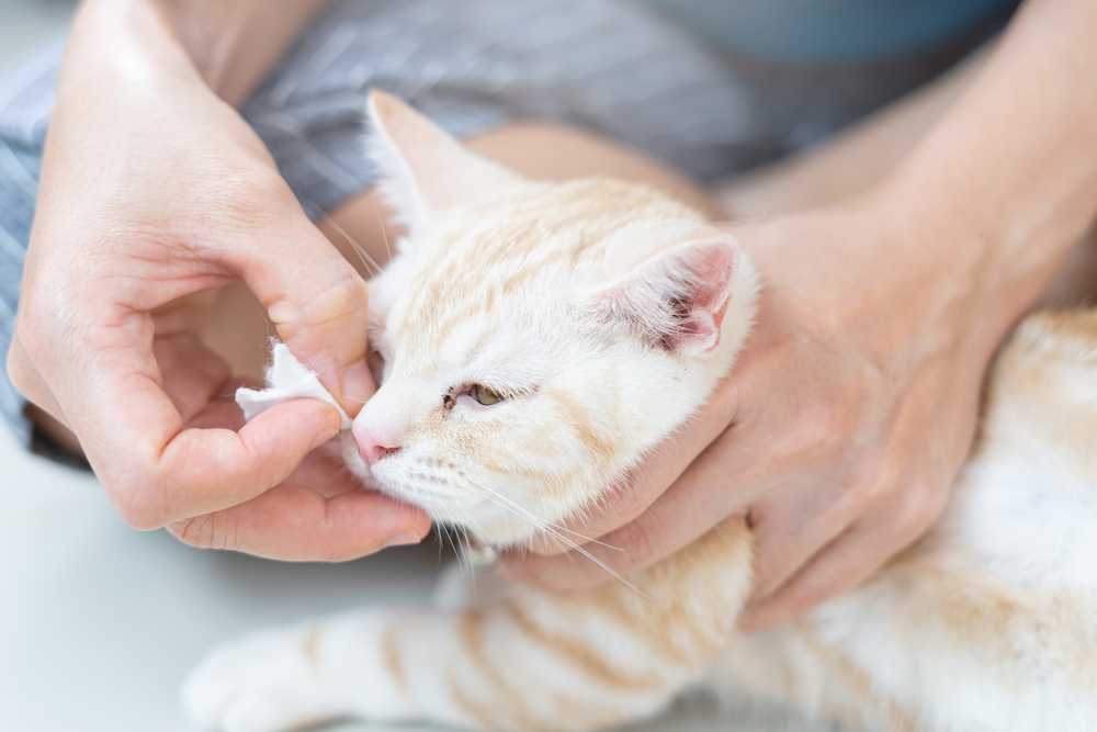Чем промыть глаз кошке в домашних условиях. Протирание глаз у котов. Протирание глаз у кошки для кошки. Промывать глазки кошке. Промыть глаза коту чаем.