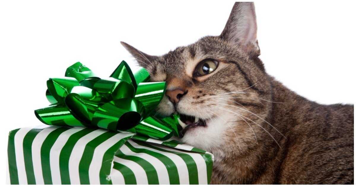Что можно подарить любимой кошке на новый год: делимся идеями подарков
