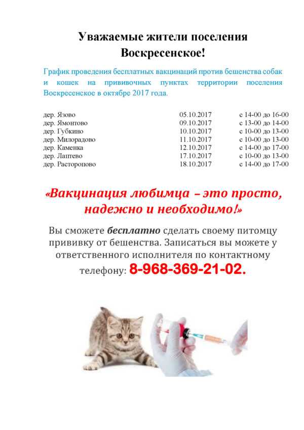 Вакцинация кошек, прививки для кошек: график, правила, цены - зоомедик