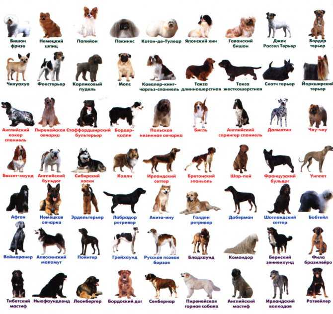 Все породы собак с фотографиями и названиями: фото, краткое описание характера