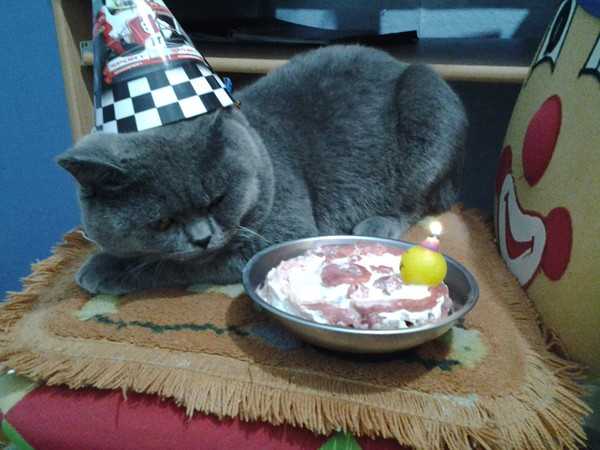 Что подарить кошке на день рождения или другой праздник - идеи