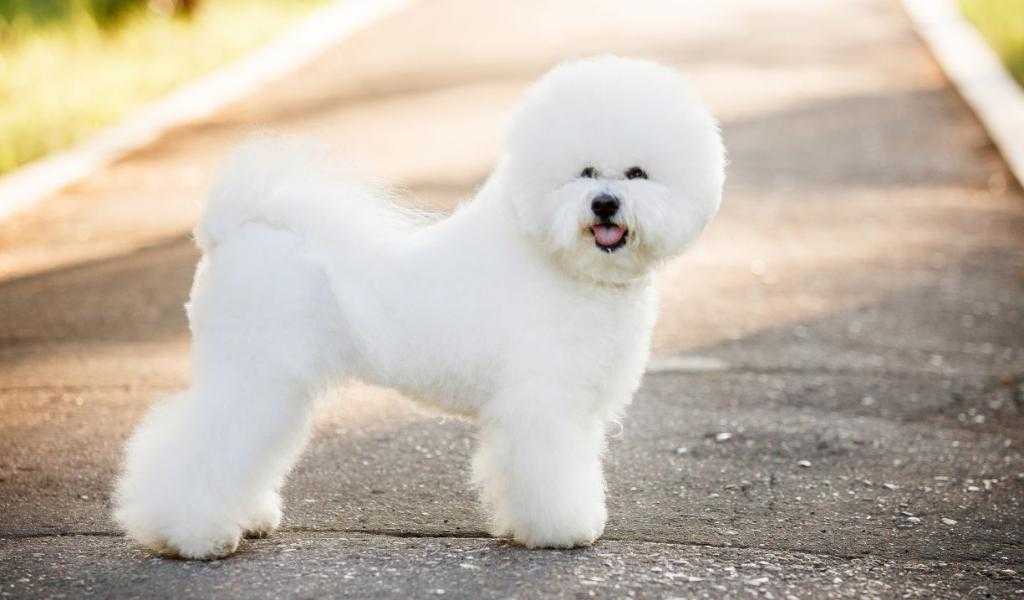 Белые собаки - 20 пород с названиями