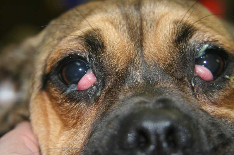 Заболевания глаз у собак, их лечение, профилактика, виды болезней