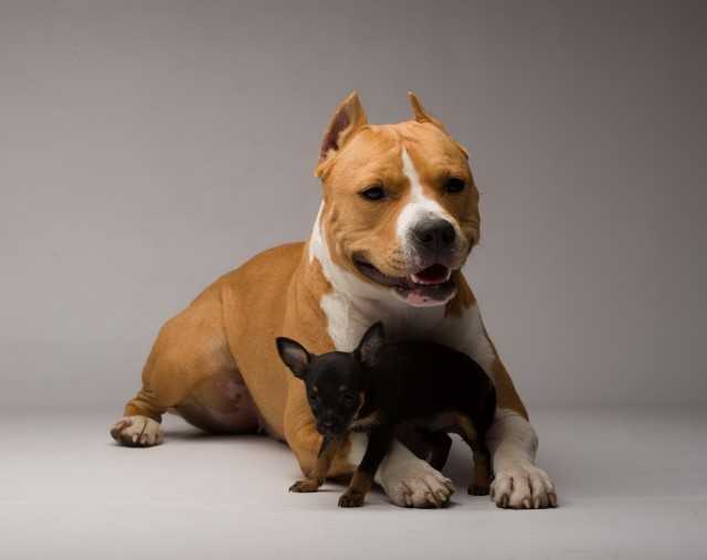 Американский стаффордширский терьер, или стаффтерьер: описание породы, характер собаки и щенка, фото, цена