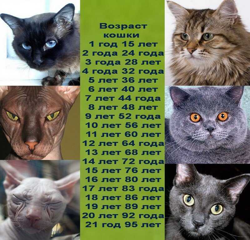 Сколько лет кошке по человеческим меркам - расчеты в таблице