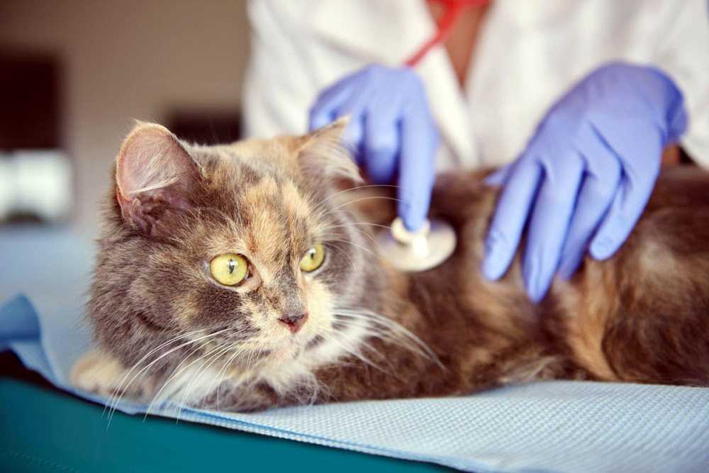 Передается ли коронавирус кошкам?